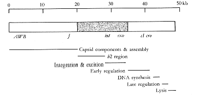 Bacteriophage Lambda Vectors 405x196 Bacteriophage Lambda Vectors