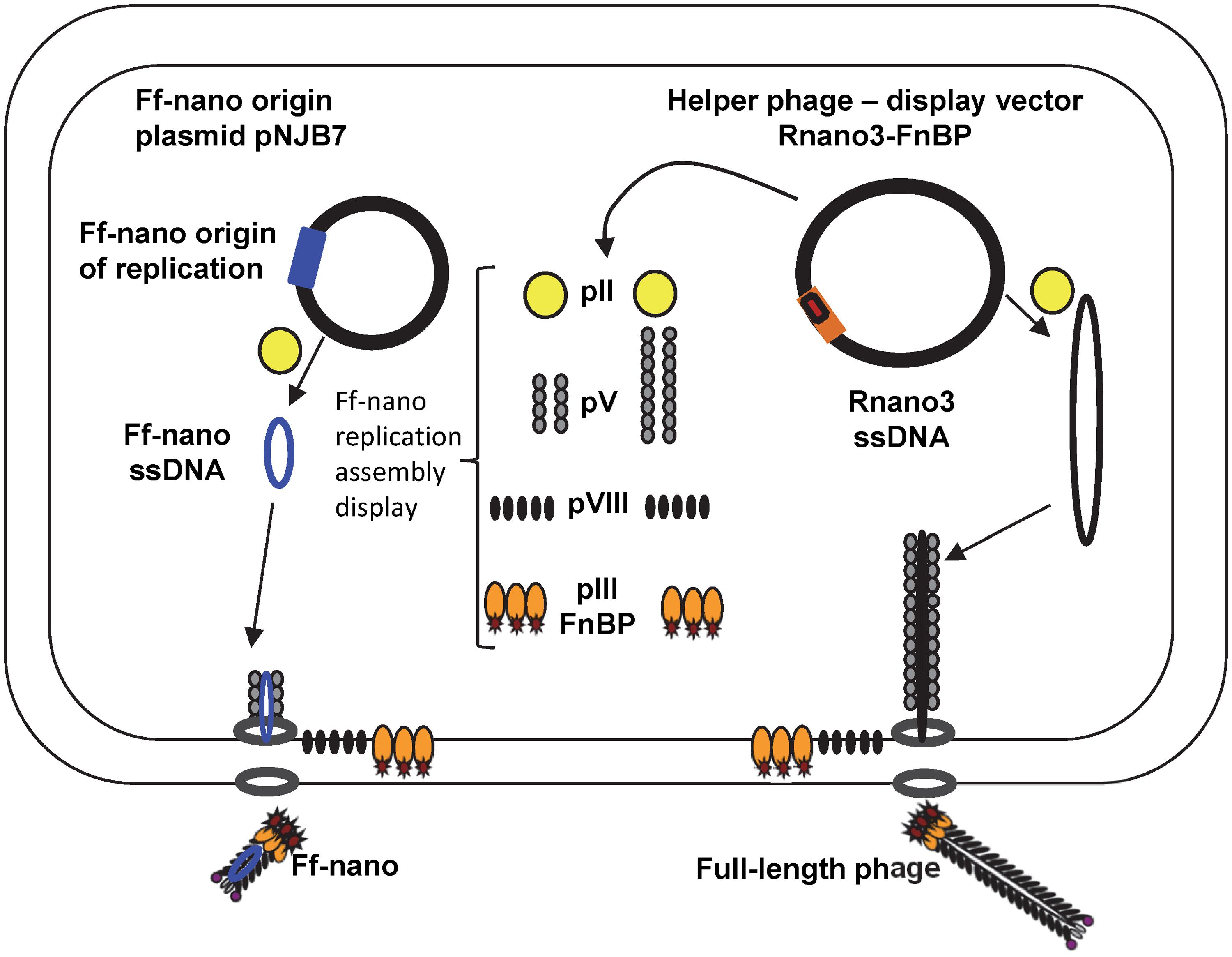 Frontiers Ff Nano, Short Functionalized Nanorods Derived From Ff 3000x2329 Frontiers Ff Nano, Short Functionalized Nanorods Derived From Ff