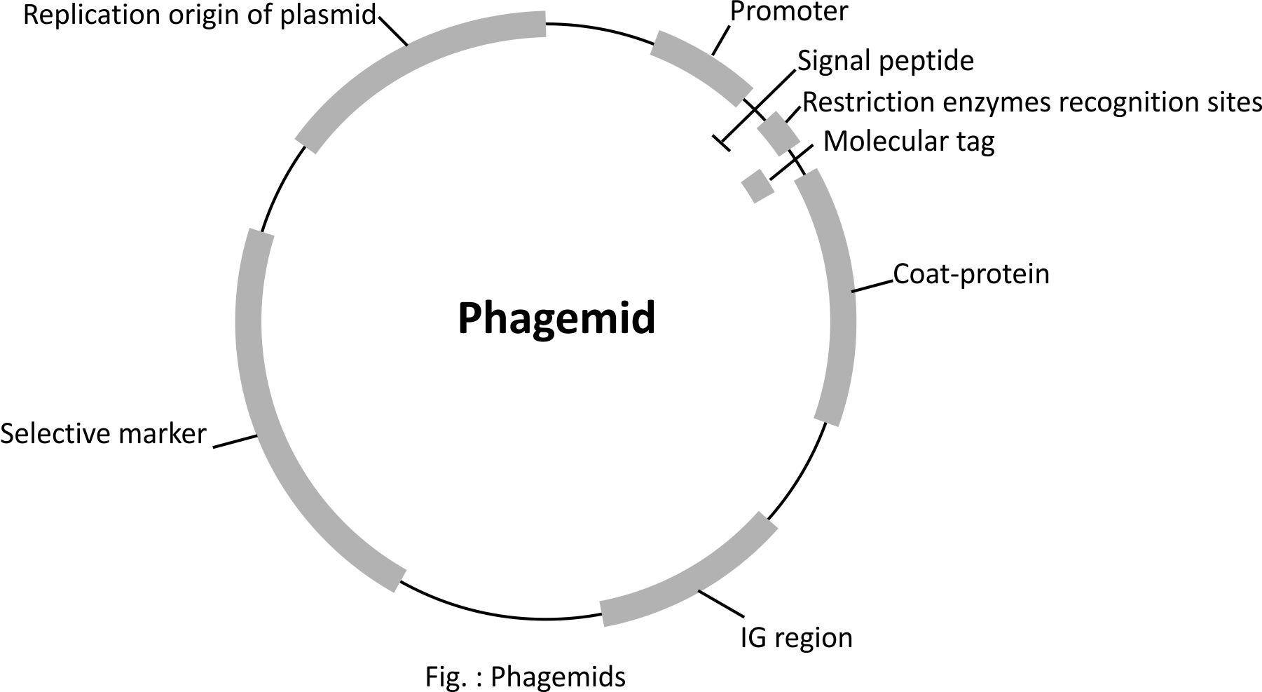 Hybrid Plasmid Phage Vectors 1801x987 Hybrid Plasmid Phage Vectors