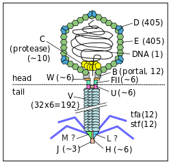 Lambda Phage 250x239 Lambda Phage