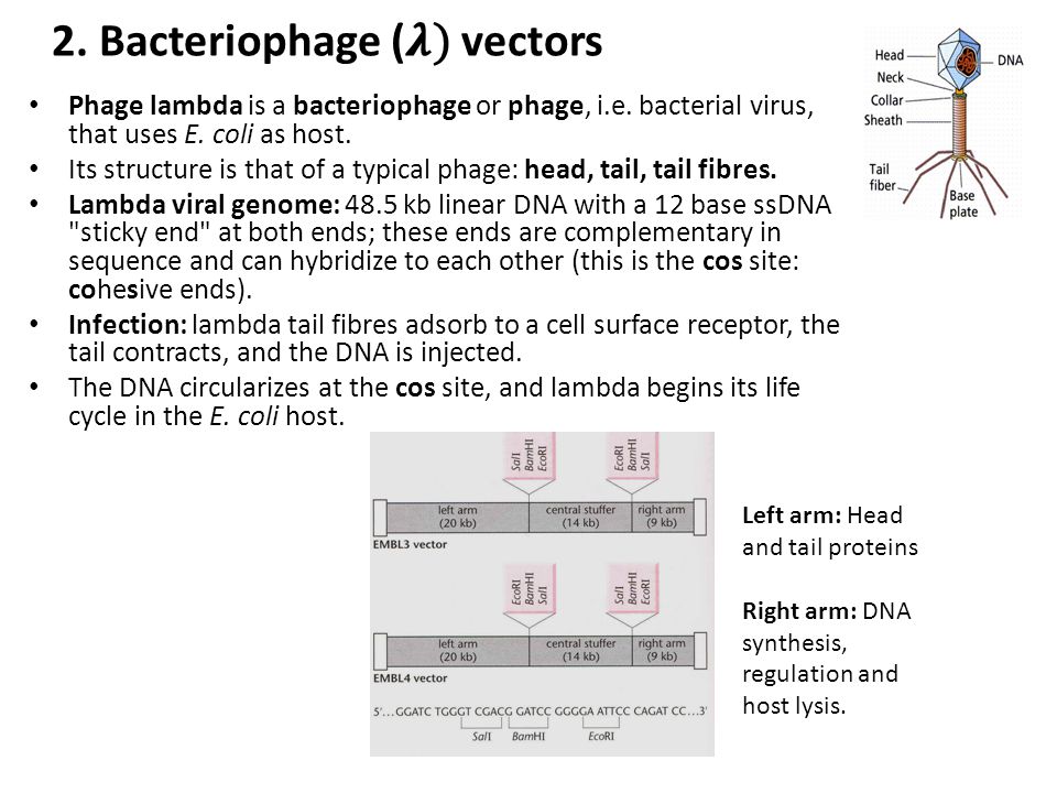 Lec Recombinant Dna Technology Part 960x720 Lec Recombinant Dna Technology Part