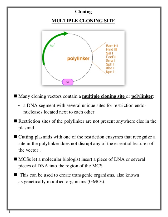 Multiple Cloning Site And Bacteriophage Lambda 638x826 Multiple Cloning Site And Bacteriophage Lambda