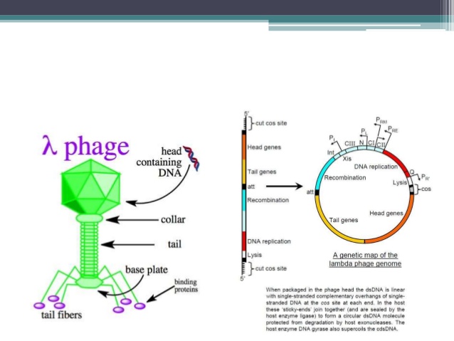 Molecular Cloning Vectors 638x479 Molecular Cloning Vectors