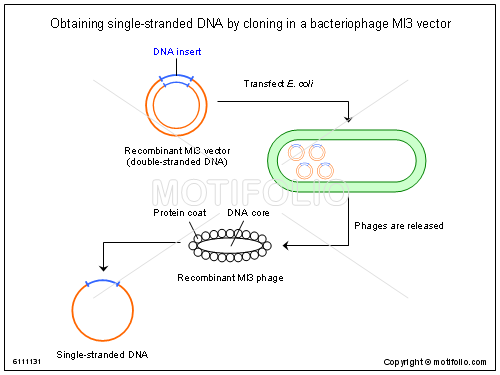 Obtaining Single Stranded Dna 500x375 Obtaining Single Stranded Dna