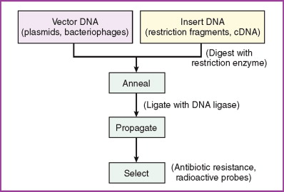 Phage Vectors 398x270 Phage Vectors