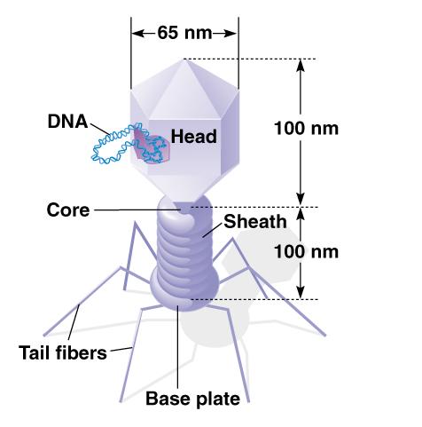Vector Bacteriophage Lambda And April The Department 476x481 Vector Bacteriophage Lambda And April The Department