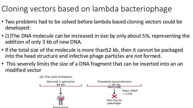 Lambda Cloning Vector 638x359 Lambda Cloning Vector