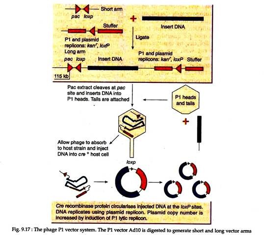 Main Types Of Cloning Vectors Biotechnology 538x479 Main Types Of Cloning Vectors Biotechnology