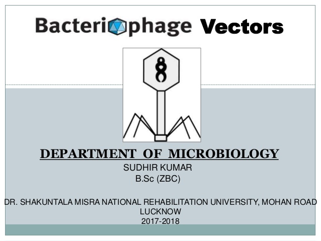 Bacteriophage Vector In Recombinant Dna Technology 638x479 Bacteriophage Vector In Recombinant Dna Technology