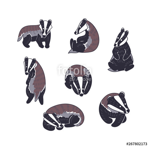 Badger Vector Illustration Hand Drawn Set Of Cute Meles Meles 500x492 Badger Vector Illustration Hand Drawn Set Of Cute Meles Meles