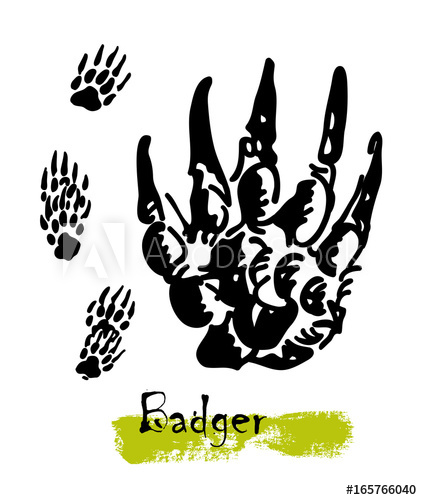Silhouettes Of Traces Of Wild Animals Traces Of A Badger Vector 422x500 Silhouettes Of Traces Of Wild Animals Traces Of A Badger Vector