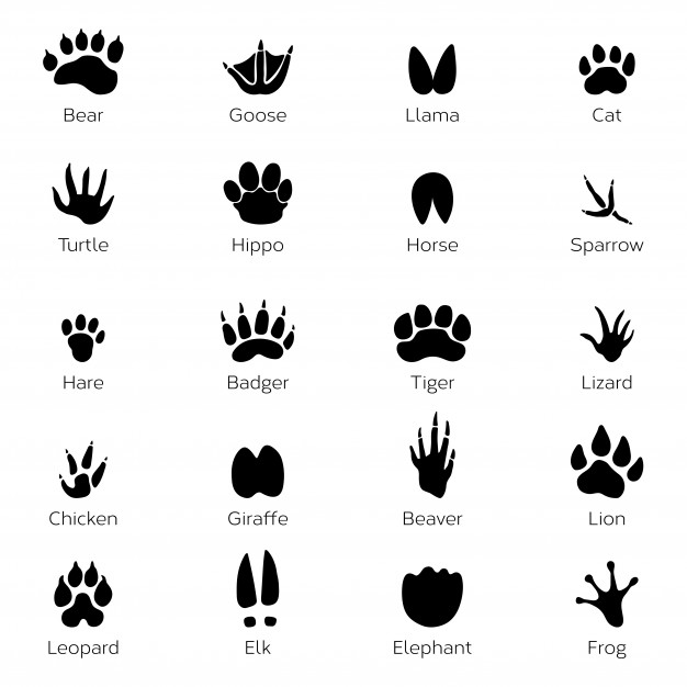 Badger Vector at Vectorified.com | Collection of Badger Vector free for ...