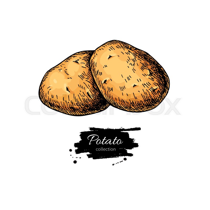 800x800 Potato Vector Drawing Isolated Hand Stock Vector Colourbox