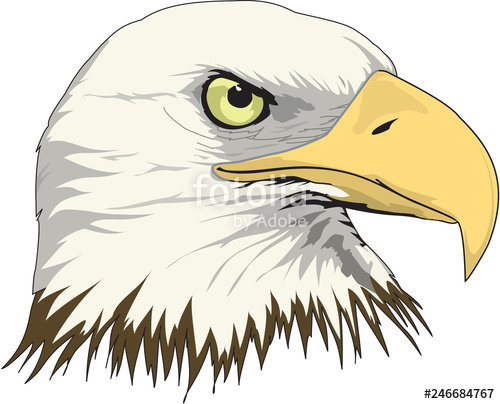 500x404 Bald Eagle Head Vector Illustration Stock Image And Royalty Free