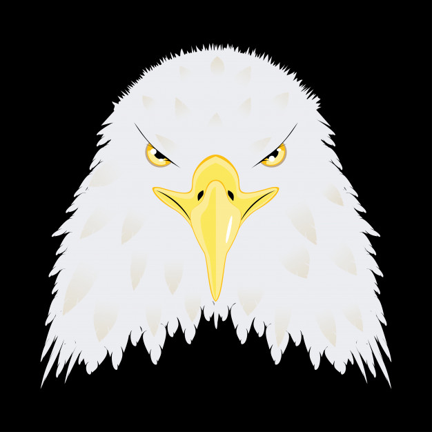 626x626 Stylized Bald Eagle Head Vector Premium Download