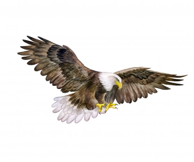 626x521 Eagle Vectors, Photos And Free Download