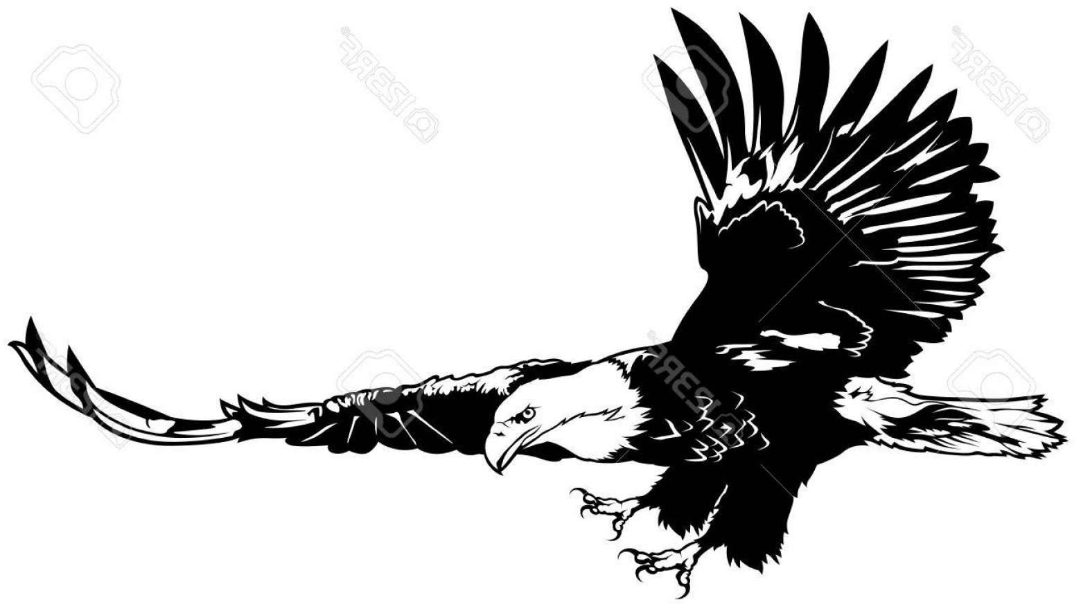 Bald Eagle Vector At Vectorified.com 