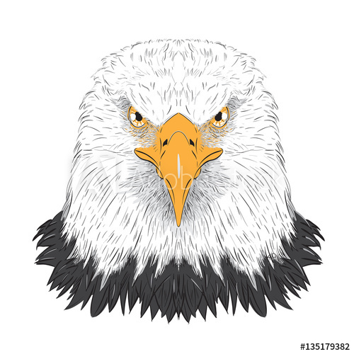 500x500 Bald Eagle Vector Illustration