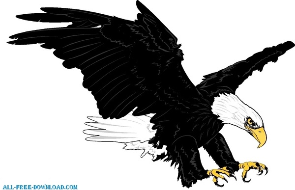 600x387 Bald Eagle Free Vector In Encapsulated Postscript