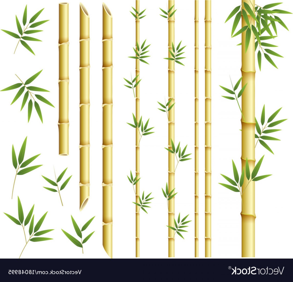 Сухой бамбук на прозрачном фоне