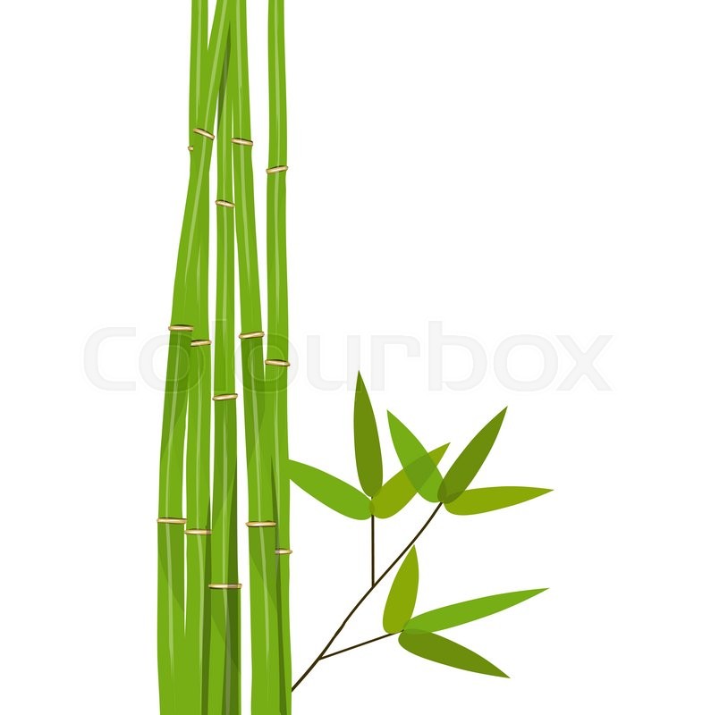 795x800 Colorful Stems And Bamboo Leaves Stock Vector Colourbox