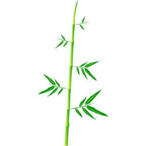 300x300 Free Vectors Bamboo Stalk Alan Brown