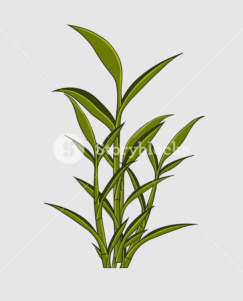 807x1000 Lucky Bamboo Plant Leaves Vector Illustration Royalty Free Stock