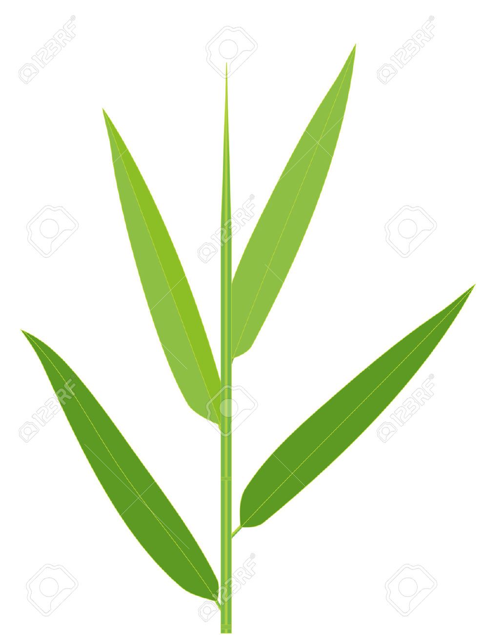 992x1300 Stock Vector Trees Bamboo Leaves, Plant Leaves, Leaf Clipart