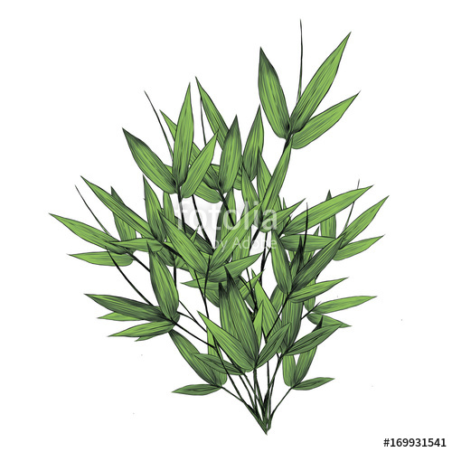 500x500 Bamboo Leaves A Lot Of Sketch Vector Graphics Illustration Color