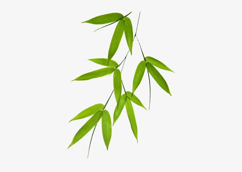 820x584 Bamboo Leaf Png