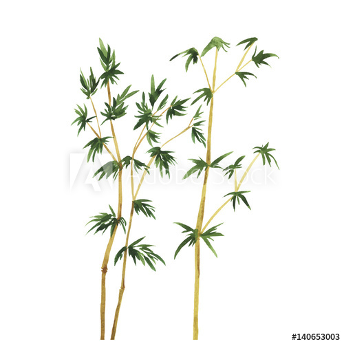 Bamboo Tree Vector
