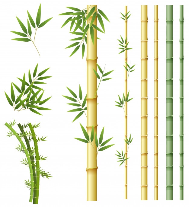 Bamboo Tree Vector at Vectorified.com | Collection of Bamboo Tree ...