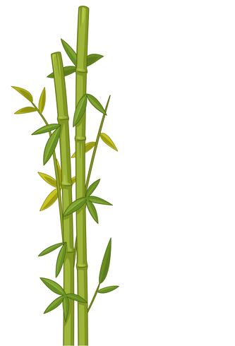 333x490 Bamboo Tree Vector Illustration