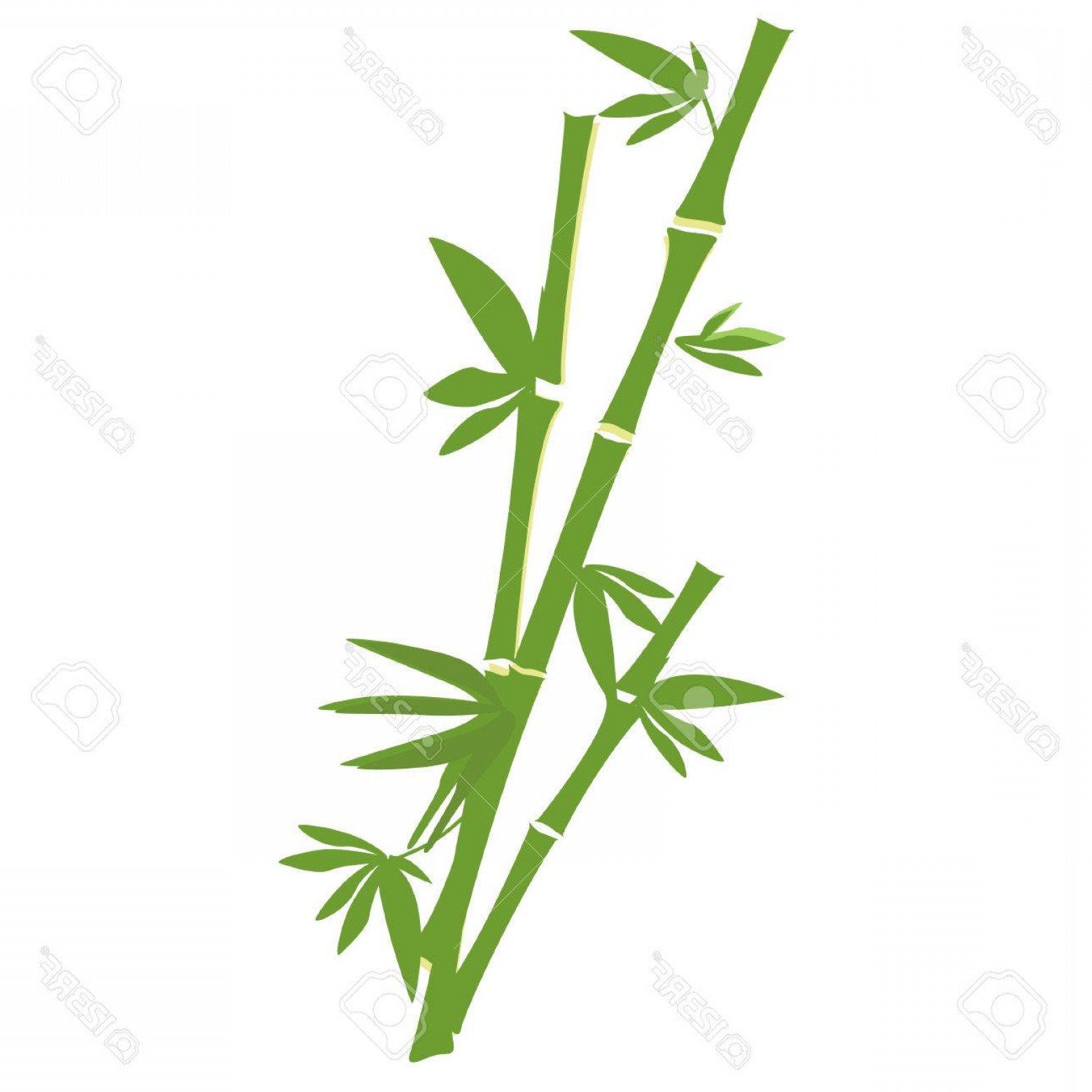 1560x1560 Photostock Vector Green Bamboo Tree Vector Isolated On White
