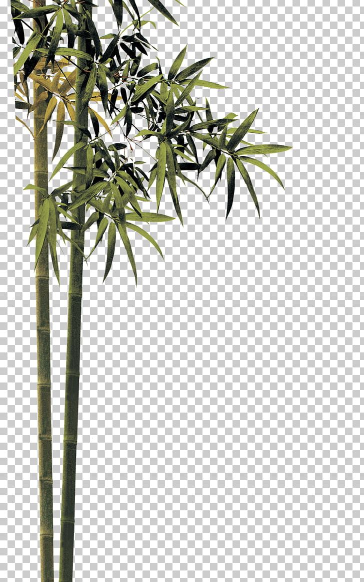 728x1161 Qingming Bamboo Png, Clipart, Bamboo Leaves, Bamboo Tree, Bamboo