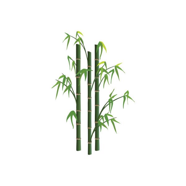 600x600 Bamboo Grassesherbaceous Plants Vector Illustrationdrawing