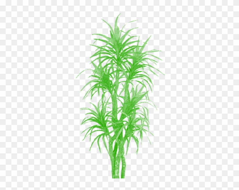 840x669 Vector Bamboo Tree Clipart