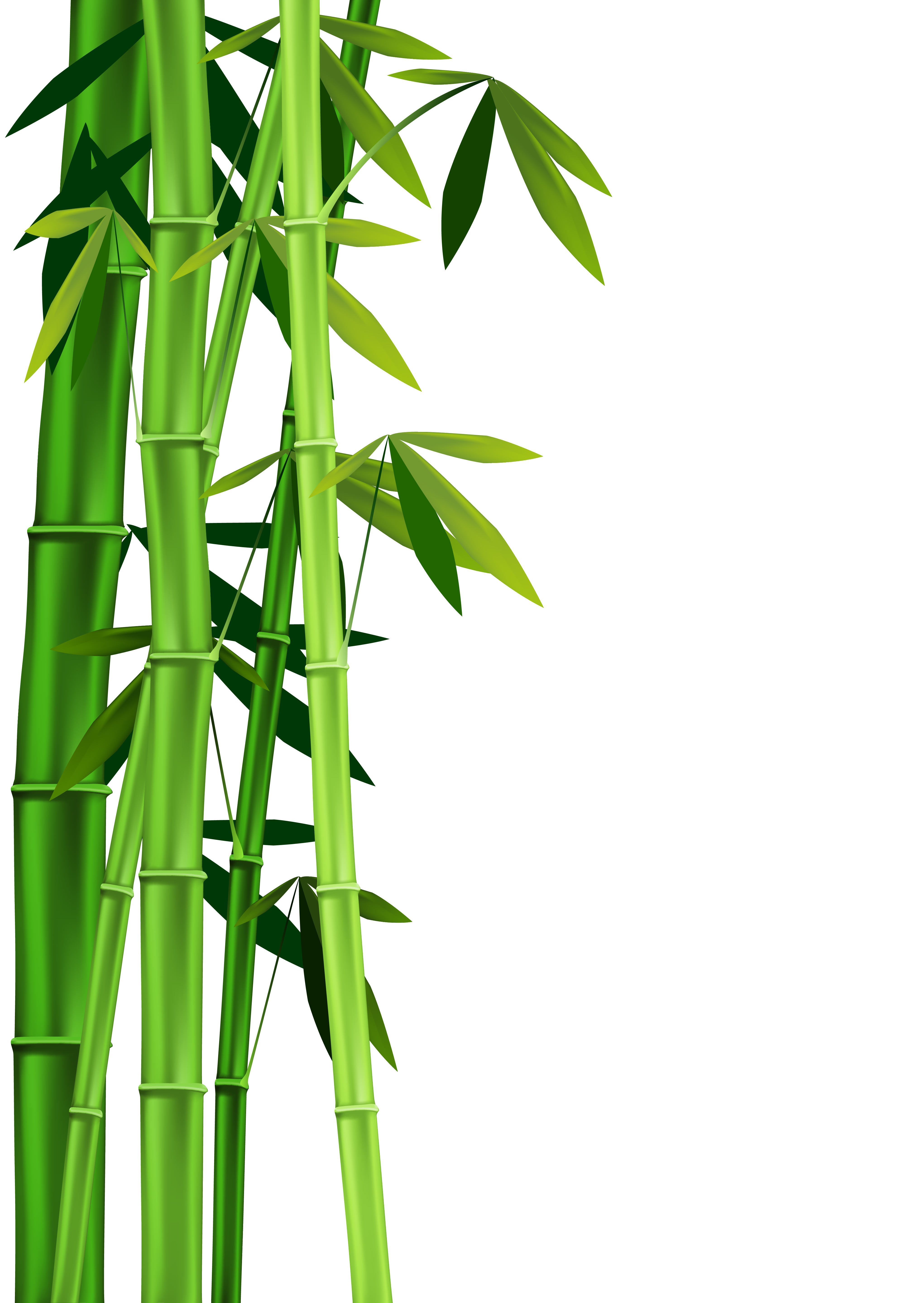 4082x5756 The Bamboo Tree Clipart Free Cliparts Download Images