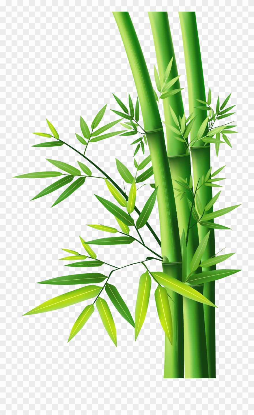 880x1438 Bamboo Png