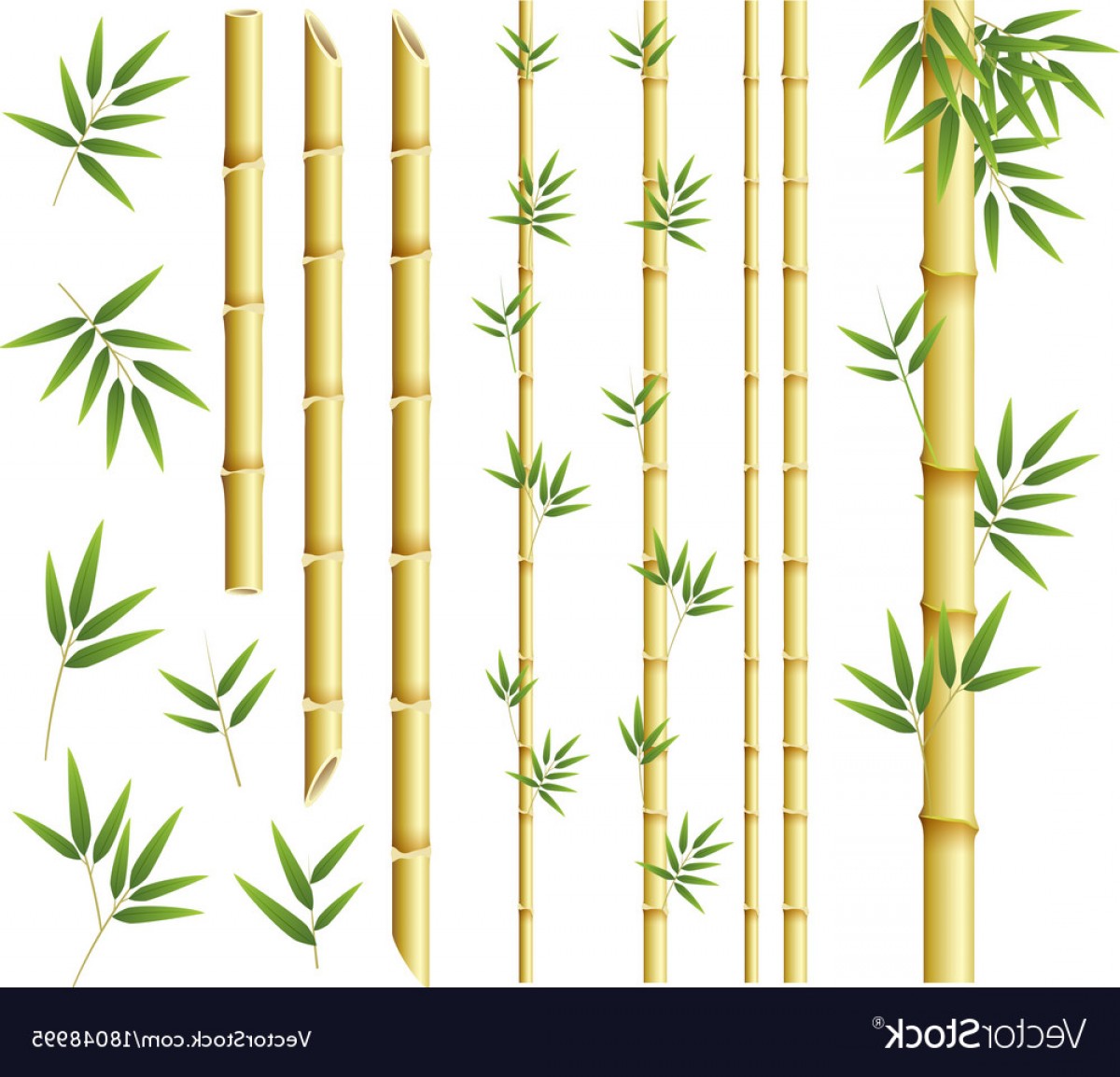 Bamboo Vector at Vectorified.com | Collection of Bamboo Vector free for ...