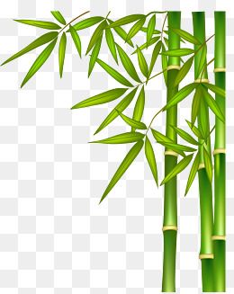 260x327 Bamboo Natural Illustration, Green Bamboo, Green, Natural