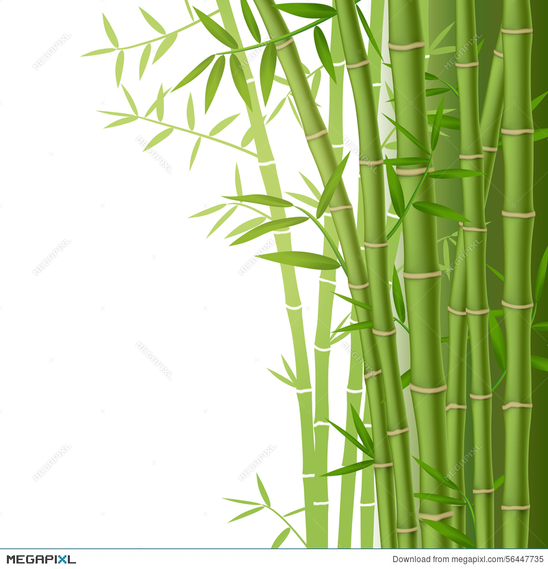 800x830 Green Bamboo Vector Illustration Illustration