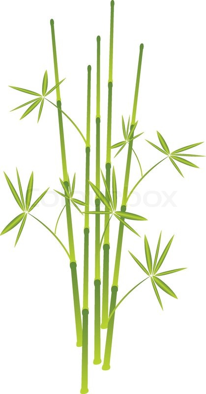 419x800 Bamboo, Vector Illustration Stock Vector Colourbox