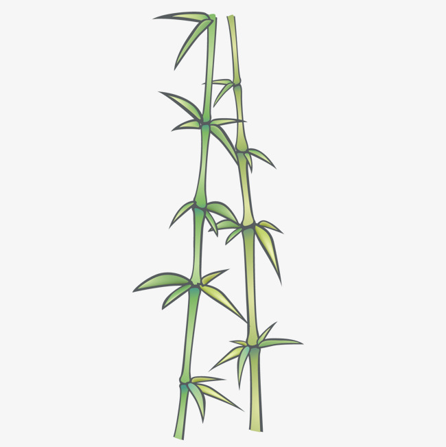 650x651 Exquisite Bamboo, Bamboo Vector, Fine, Bamboo Png And Vector