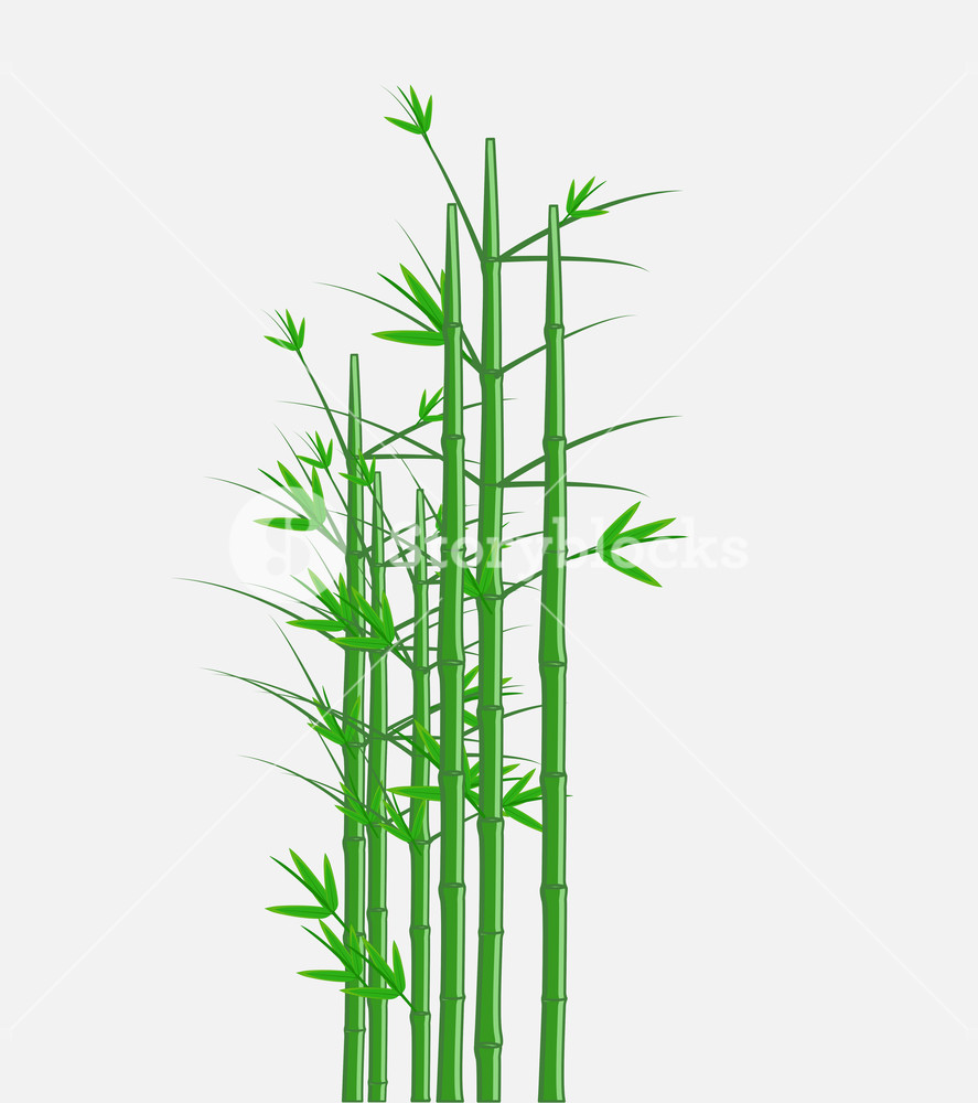 887x1000 Bamboo Vector Illustration Royalty Free Stock Image