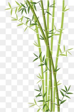 Bamboo Download, Bamboo Clipart, Leaf, Bamboo Leaves Png 260x394 Bamboo Download, Bamboo Clipart, Leaf, Bamboo Leaves Png