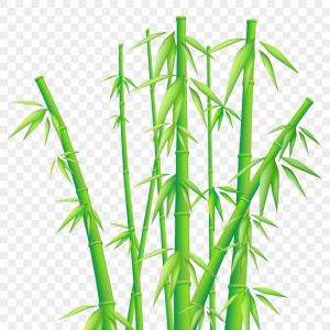 Bamboo Png Images 300x300 Bamboo Png Images