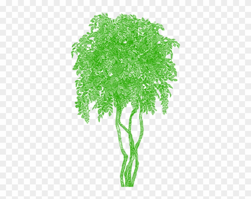 Clipart Bamboo Tree Vector Vector, Tree Png Plan, Tree 840x669 Clipart Bamboo Tree Vector Vector, Tree Png Plan, Tree