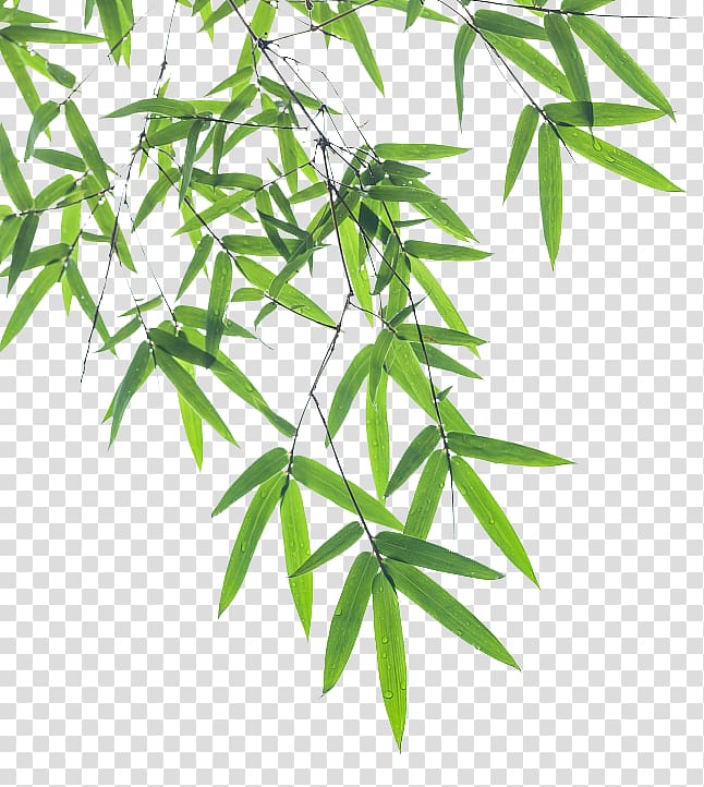 Linear Green Leafed Plants Illustration, Bamboo Leaf Euclidean 646x722 Linear Green Leafed Plants Illustration, Bamboo Leaf Euclidean