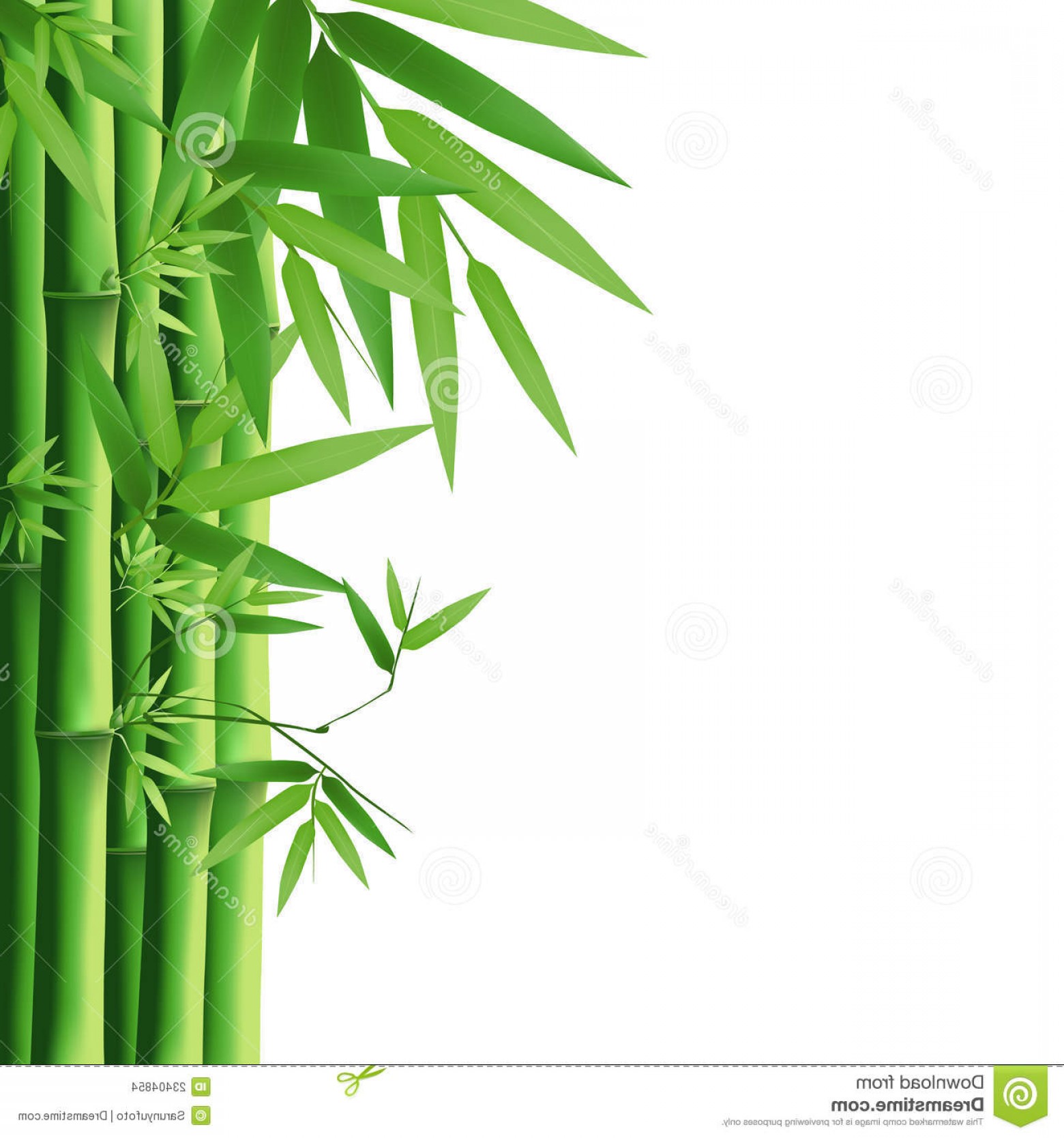 Stock Images Bamboo Vector Illustration Image Soidergi 1560x1668 Stock Images Bamboo Vector Illustration Image Soidergi